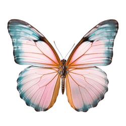 Pink Gossip